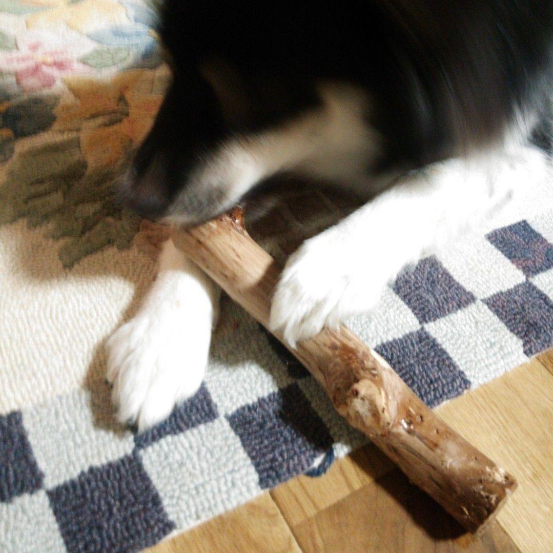 OY.けやき梨の木新品.犬用おもちゃ、小さめ大型犬大型犬向け歯固めかじり木