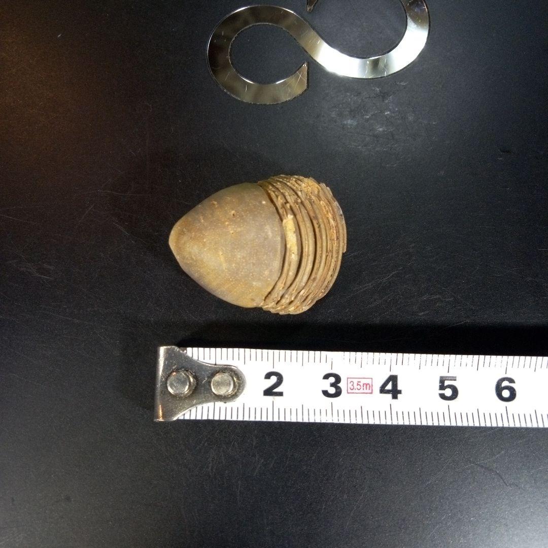 三葉虫　化石　fossil　海　ボリビア産　trilobite　レア　化石№⑨