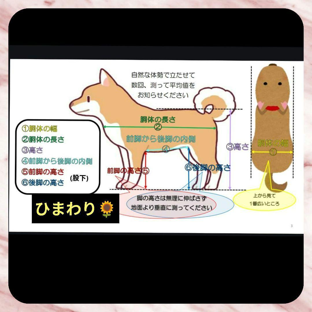 ワンちゃん4輪　リハビリ　食事補助　犬用車椅子　介護　犬の歩行器