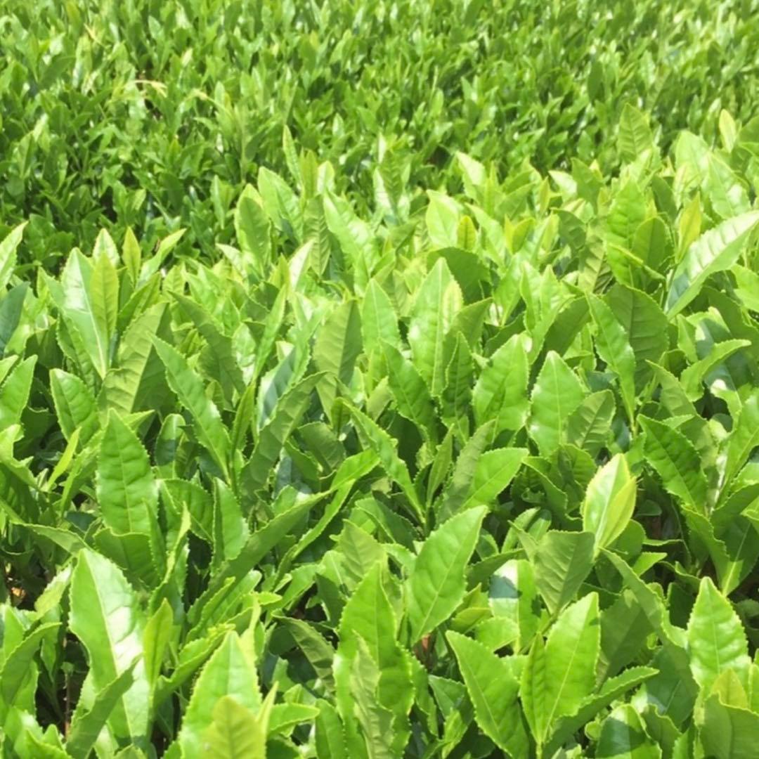 八女茶，緑茶(特上煎茶)750円5袋水出し煎茶3袋めめママです。