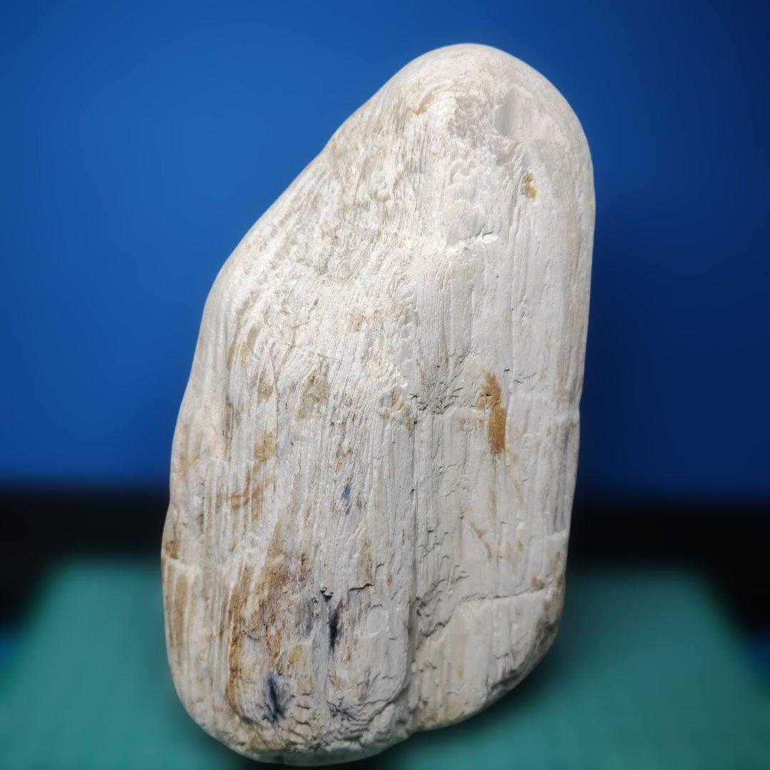 鳥海山由来の珪化木、「白き峰」管理No.80324