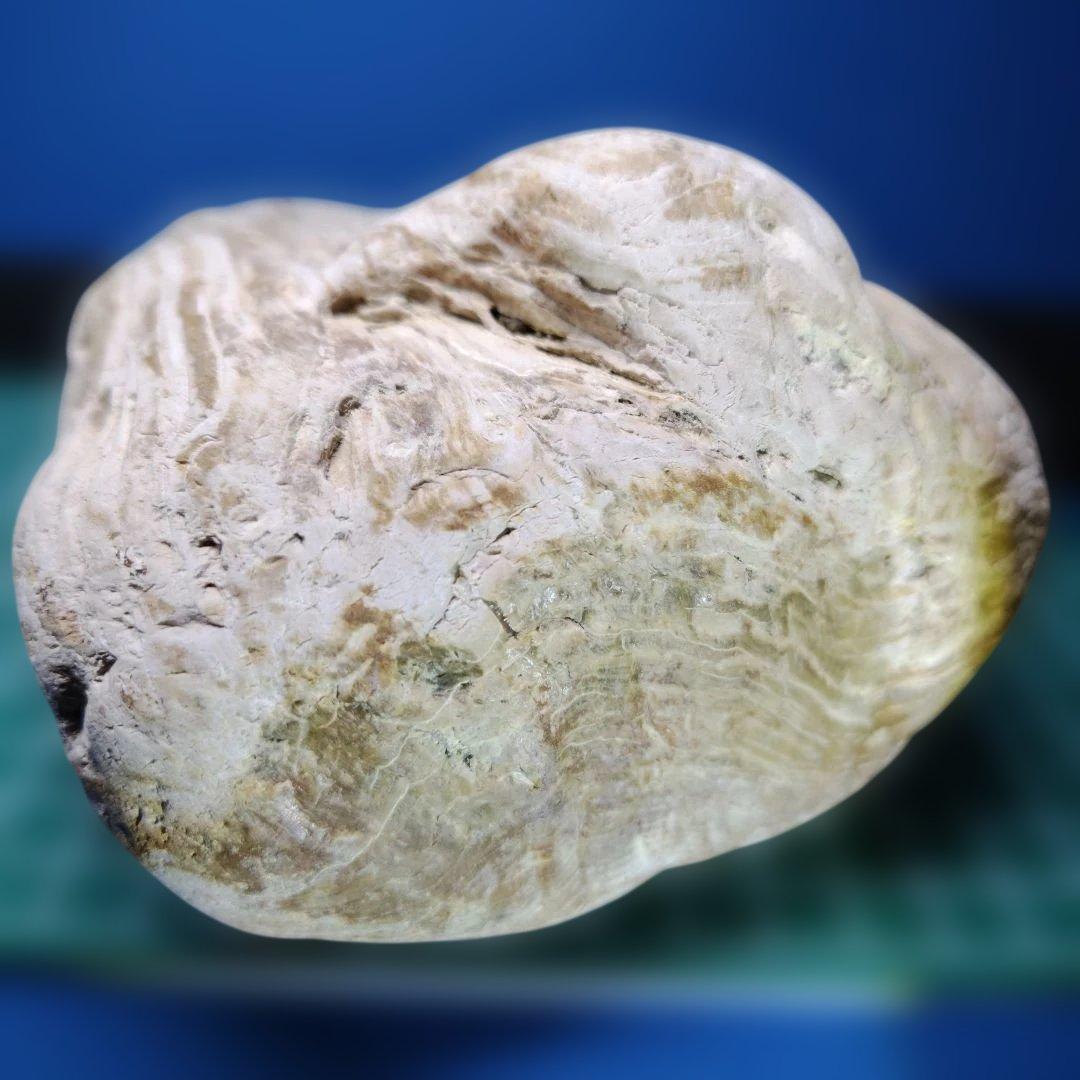 鳥海山由来の珪化木、「白き峰」管理No.80324