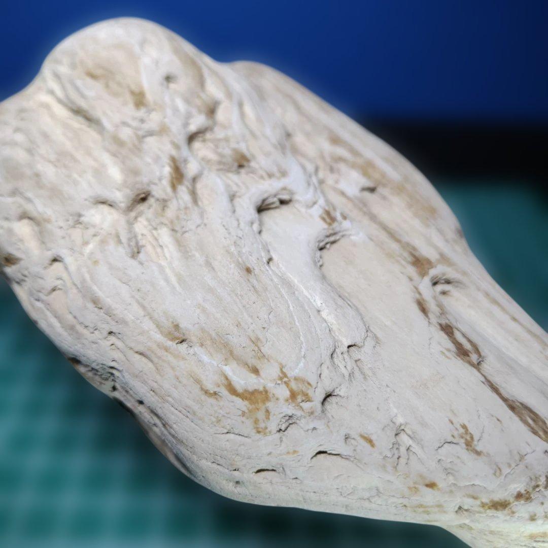 鳥海山由来の珪化木、「白き峰」管理No.80324