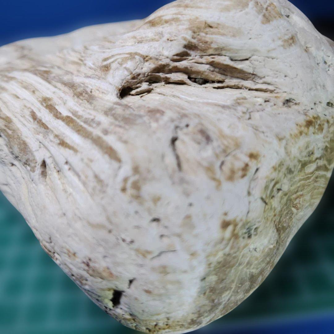 鳥海山由来の珪化木、「白き峰」管理No.80324