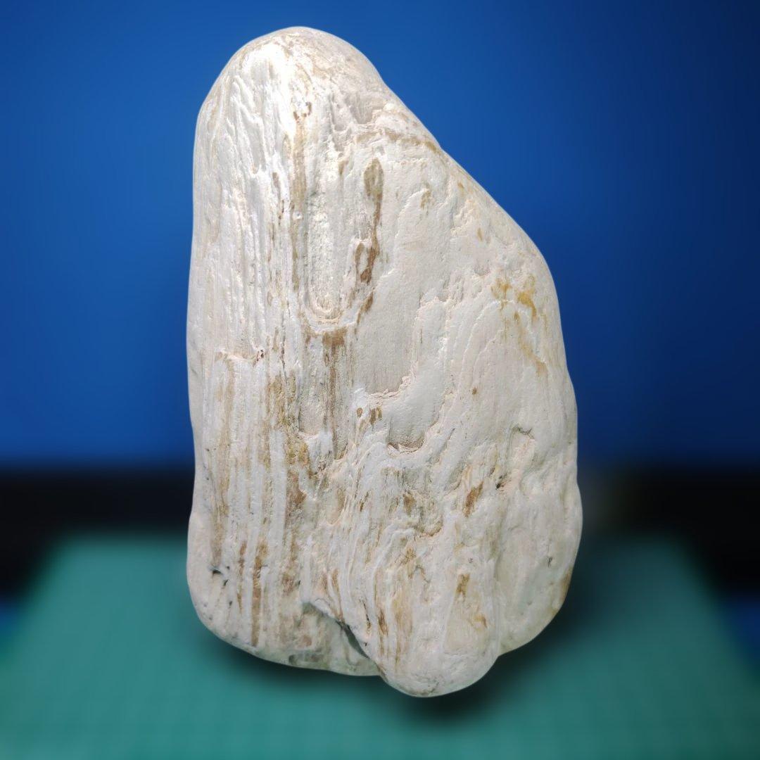 鳥海山由来の珪化木、「白き峰」管理No.80324