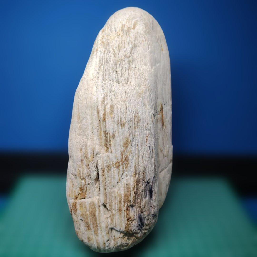 鳥海山由来の珪化木、「白き峰」管理No.80324