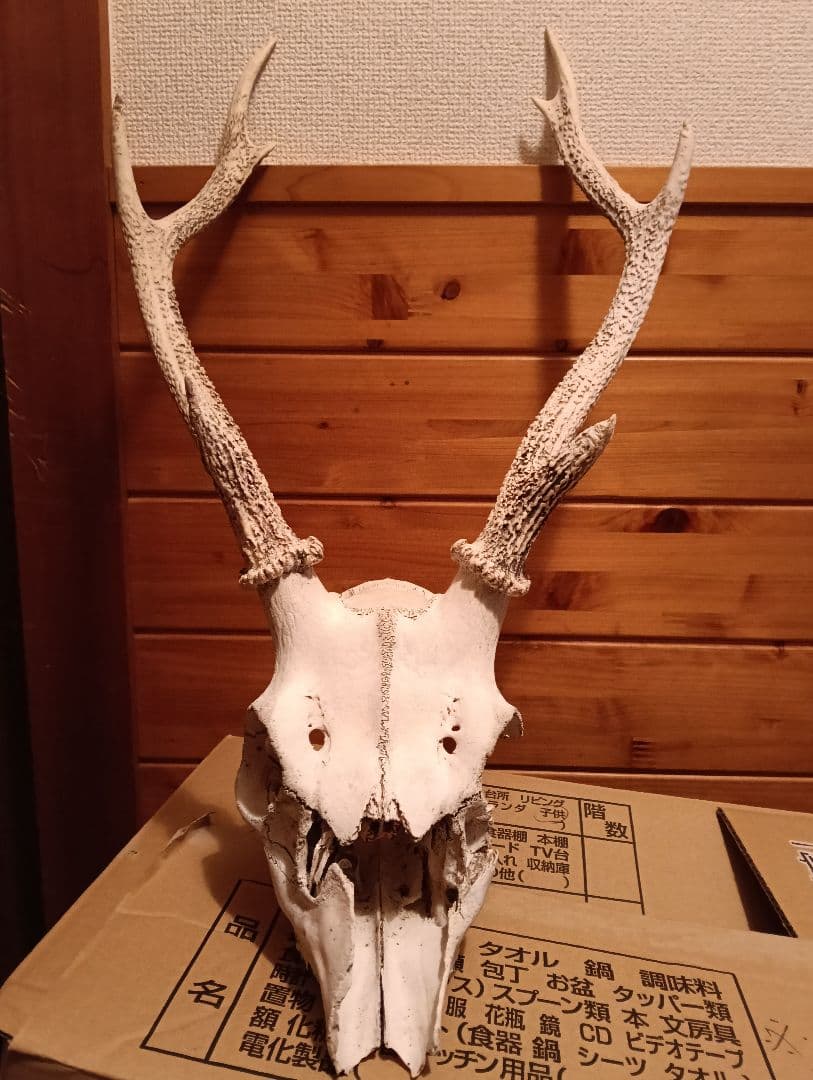 ニホンジカの頭骨 約50cm 滅菌済み、自然乾燥