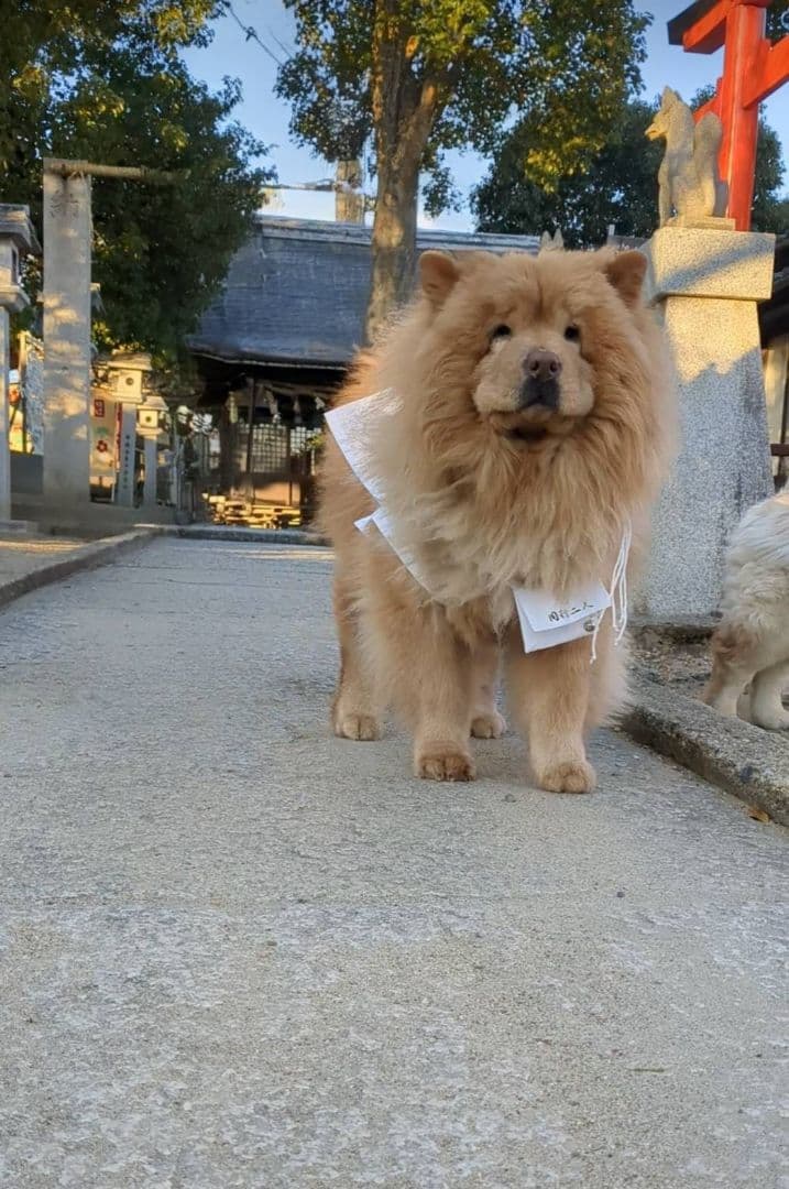 ペット用お遍路白衣さんや袋付き ＬＬサイズ