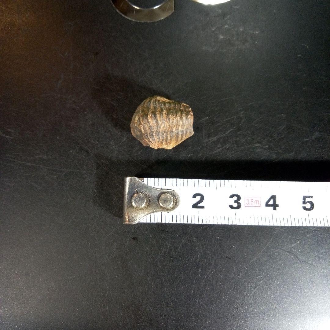 三葉虫　化石　fossil　ボリビア産　trilobite　ノジュール種類⑧