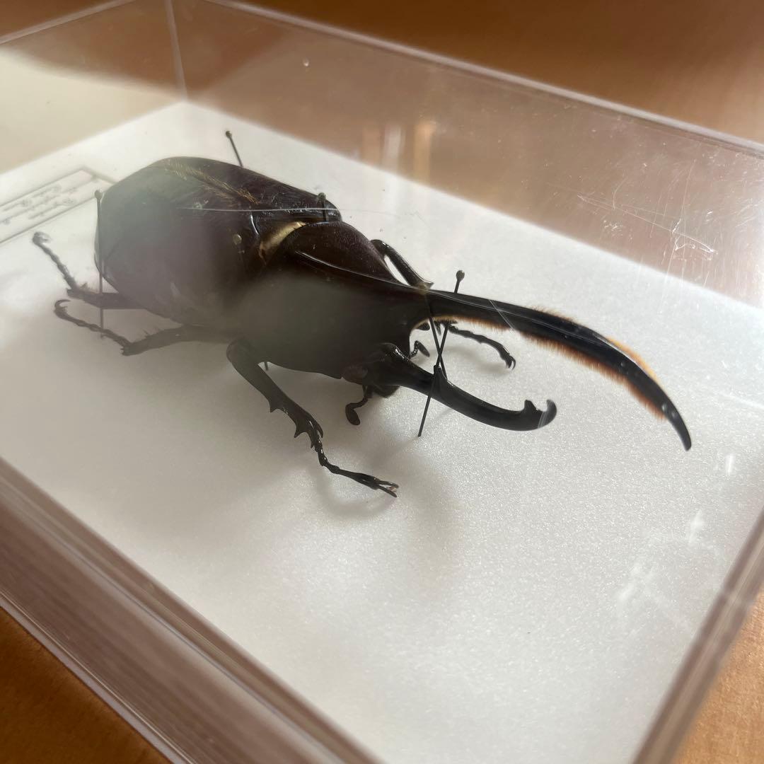 ヘラクレスセプテントリオナリス 標本 コスタリカ産