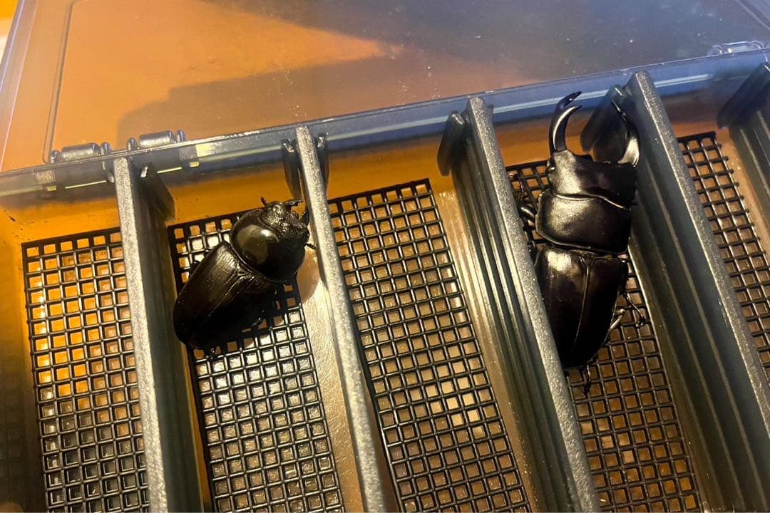 ライトトラップ　セット　灯火採集　投光器