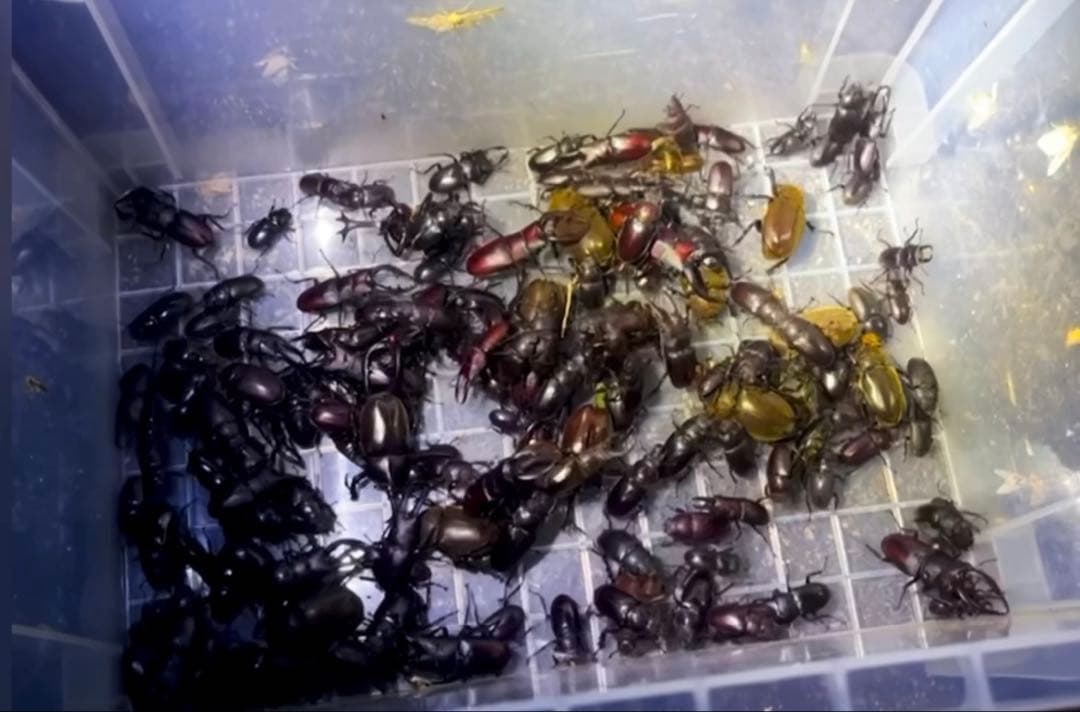 ライトトラップ　セット　灯火採集　投光器