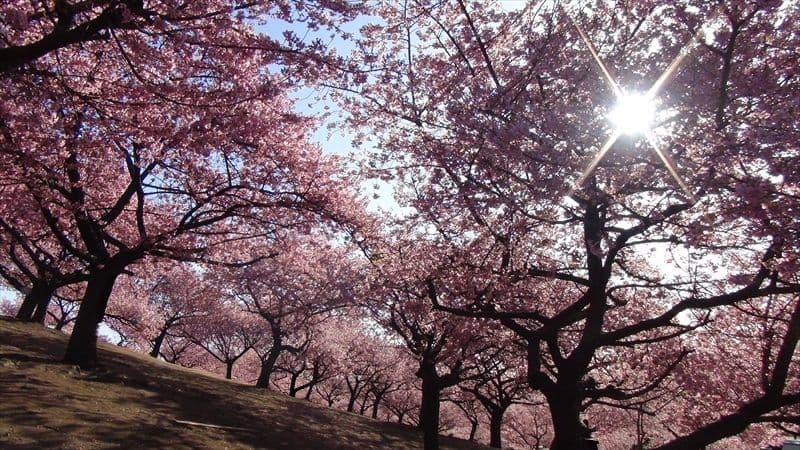SONY HDビデオカメラ Handycam HDR-CX590V
