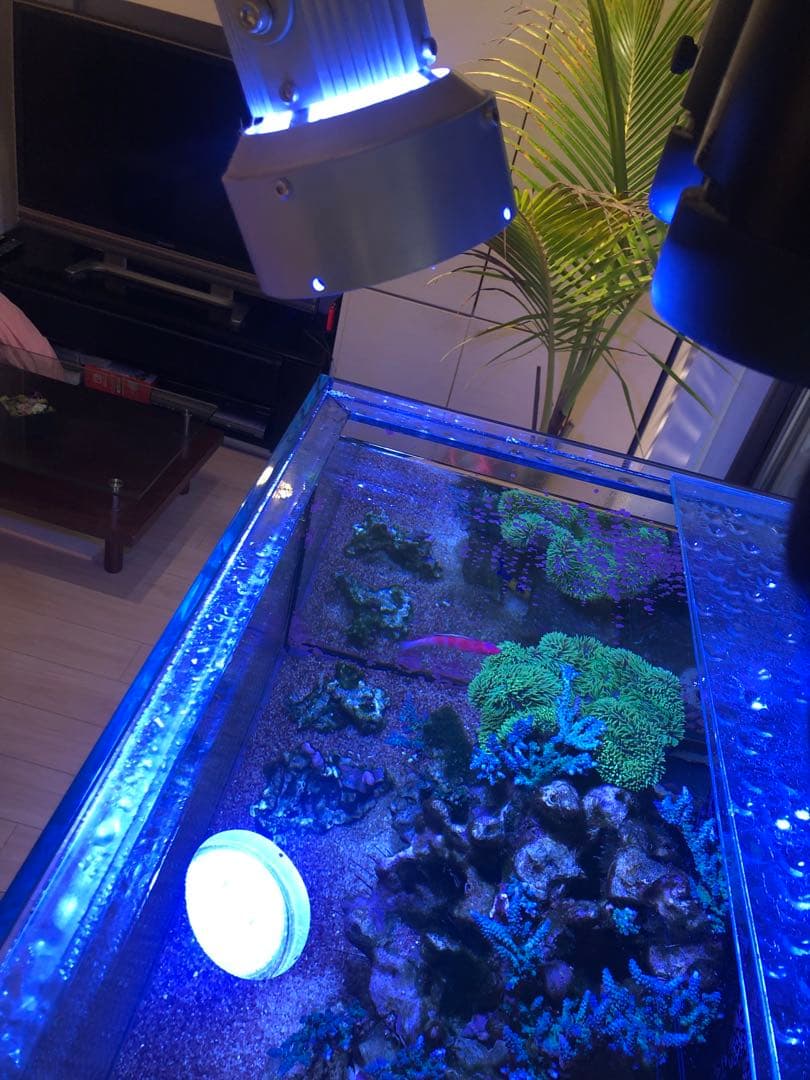 メタハラ　クラマタ産業　サンゴ海水魚用