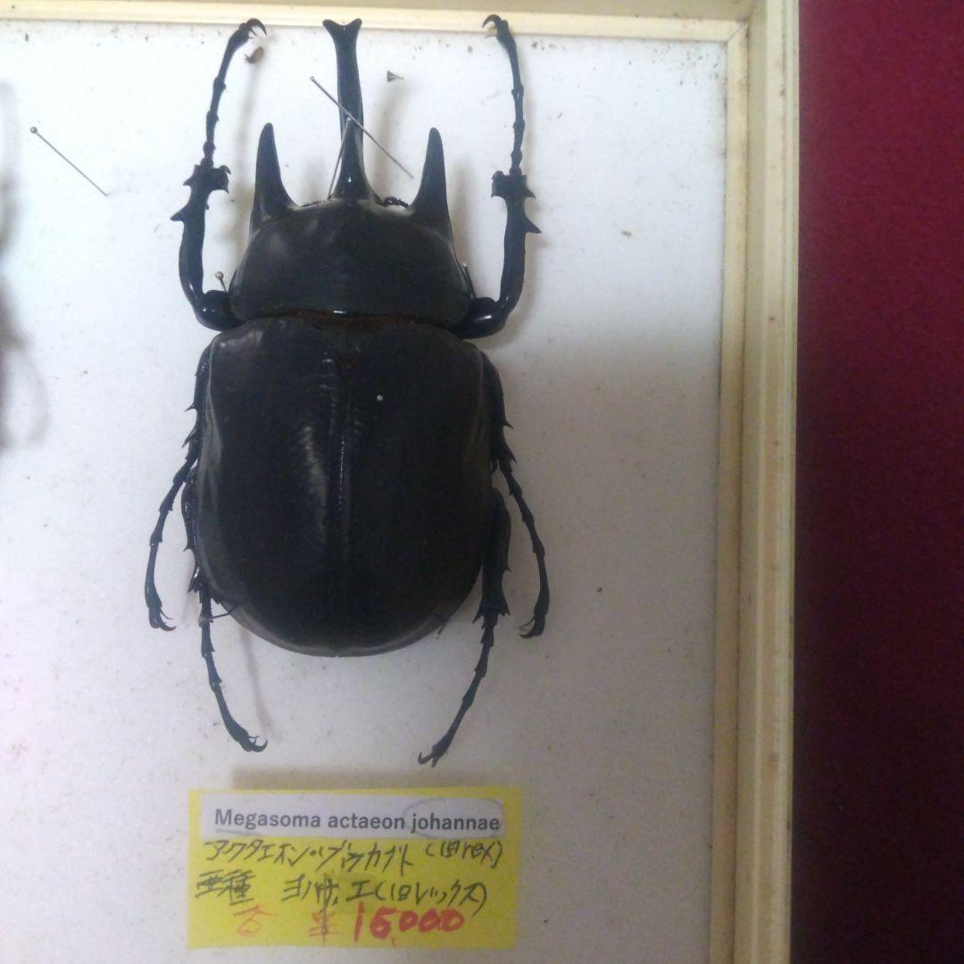 アクタエオン ゾウカブト ヨハナエ(旧 レックス) ペルー産