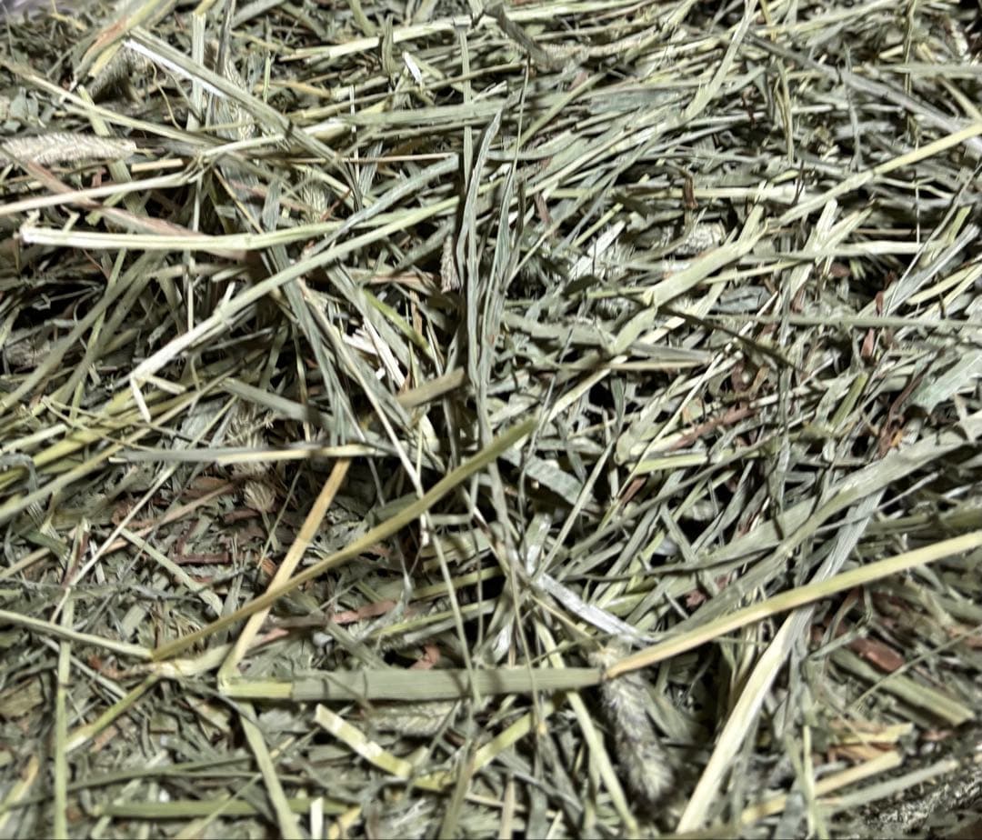 any grass オリジナルチモシーsoft premium 10kg 圧縮