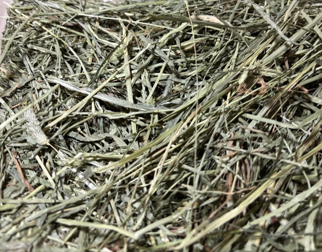 any grass オリジナルチモシーsoft premium 10kg 圧縮