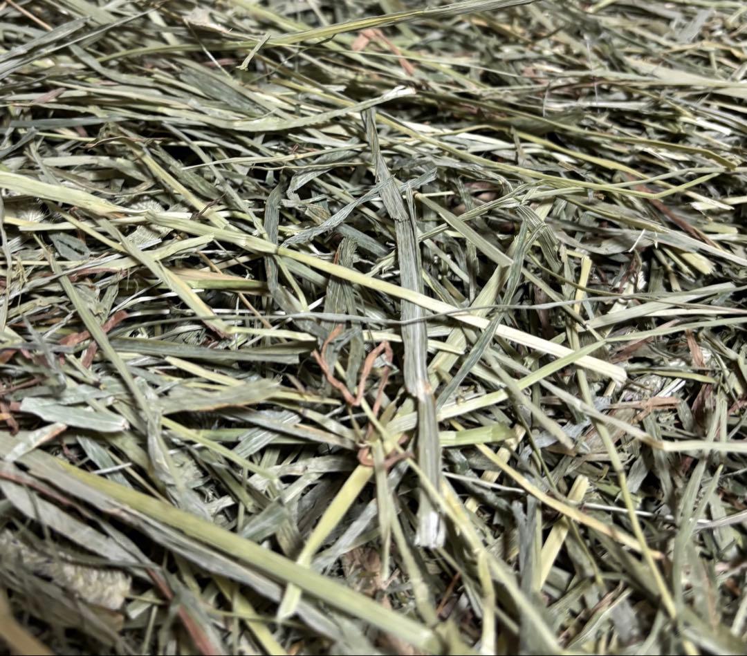any grass オリジナルチモシーsoft premium 10kg 圧縮