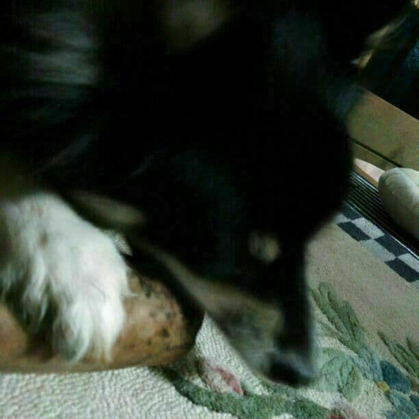 ◉13.犬のおもちゃ、犬用、歯固め梨の木、あまがみ期、小さめ大型犬お試し向き