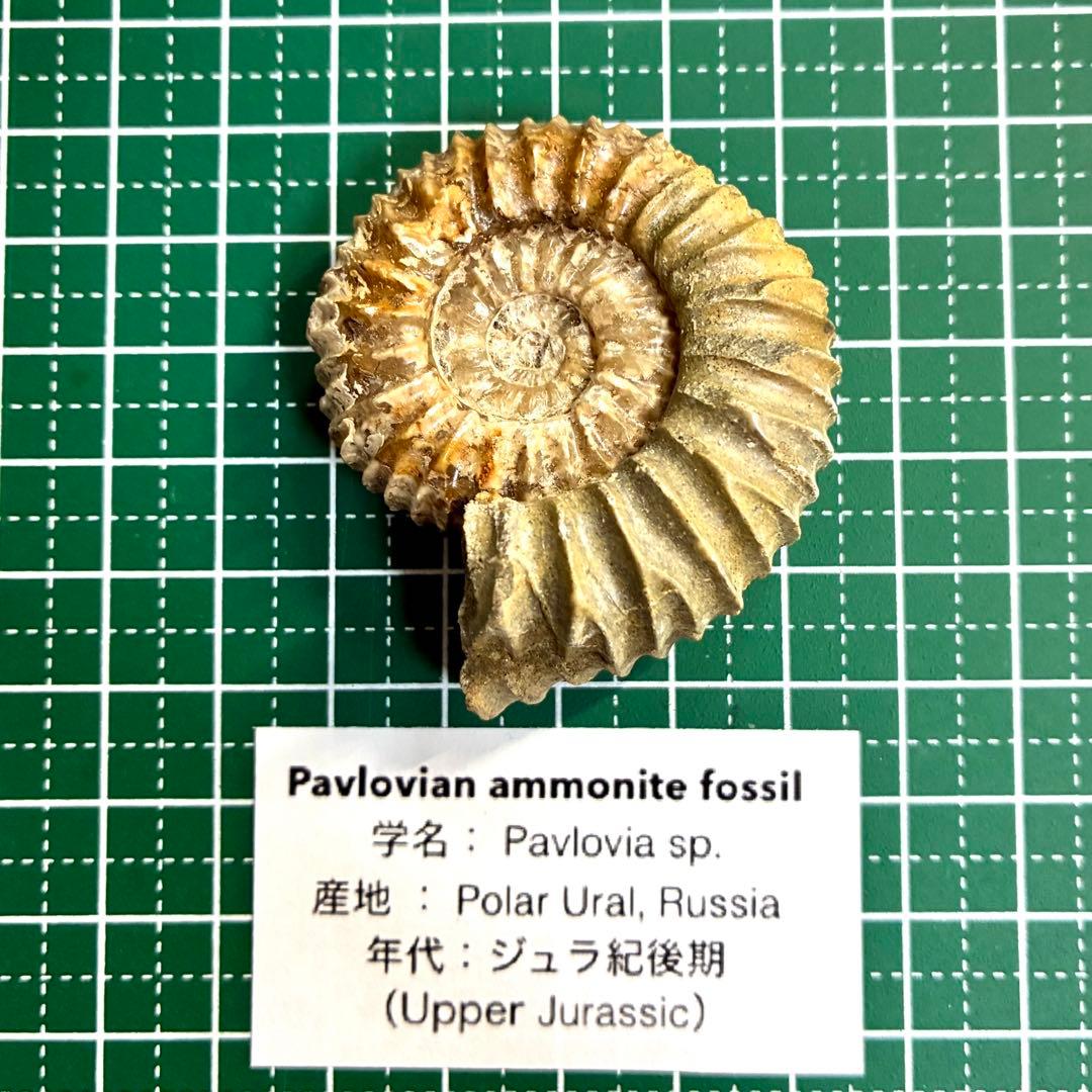 レア！アンモナイト 化石 パブロビア 【極北ロシア産】入手困難 大き目 42g