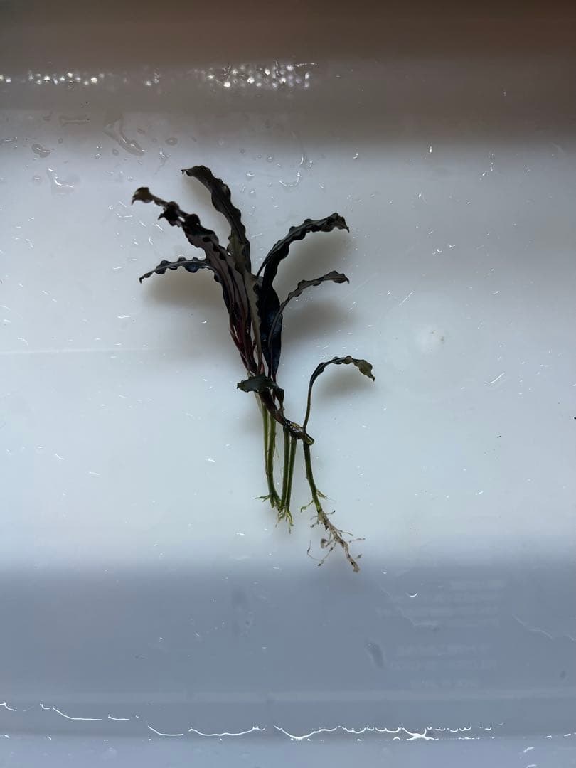 Bucephalandra sp. Ghost Kalimantan ③