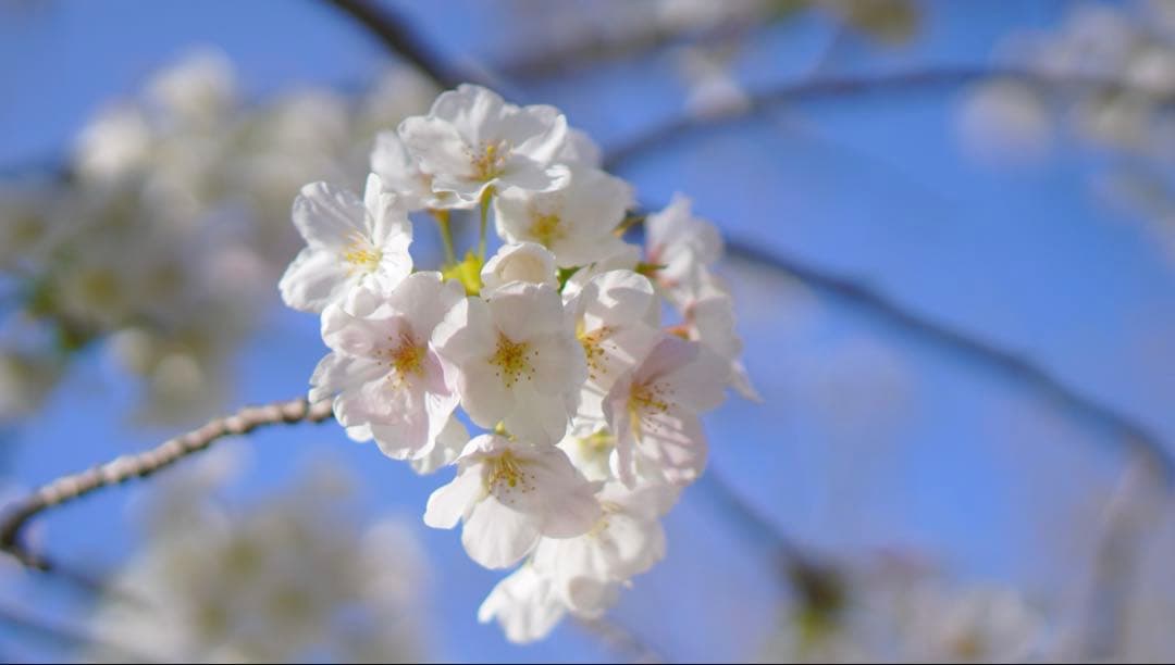 SONY E 50mm F1.8 OSS SEL50F18 [ブラック]