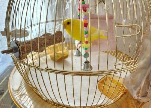 鳥かご スタンド ケージ インコ フラワースタンド ハンガースタンド