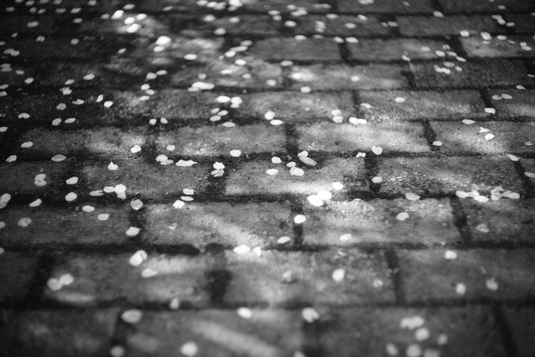 希少 NIKKOR-S・Ｃ 5cm F1.5 (S)