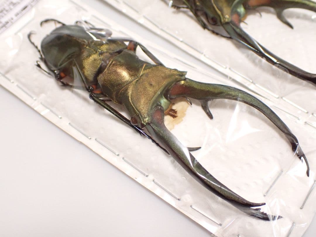 昆虫標本 エラフスホソアカクワガタ95㎜ 1頭 期間限定