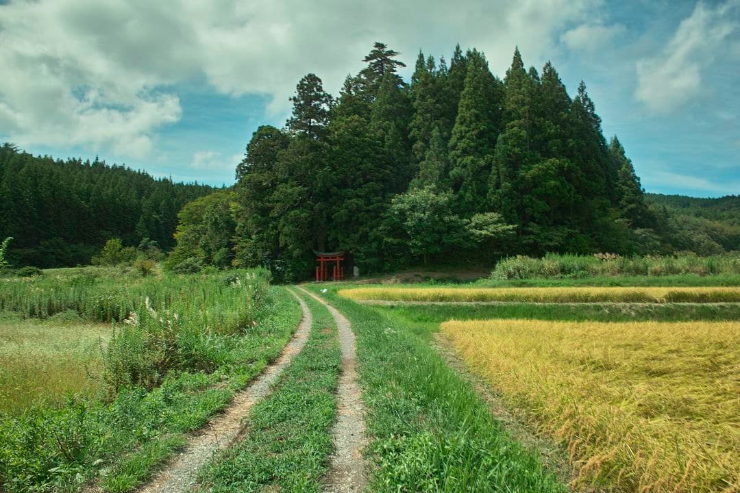 SIGMA dp1 極美品 作例あり