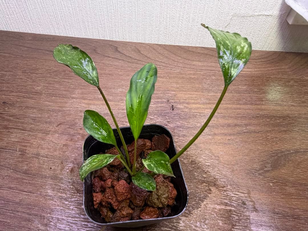 ブセファランドラ（斑入り株）Bucephalandra Pipto