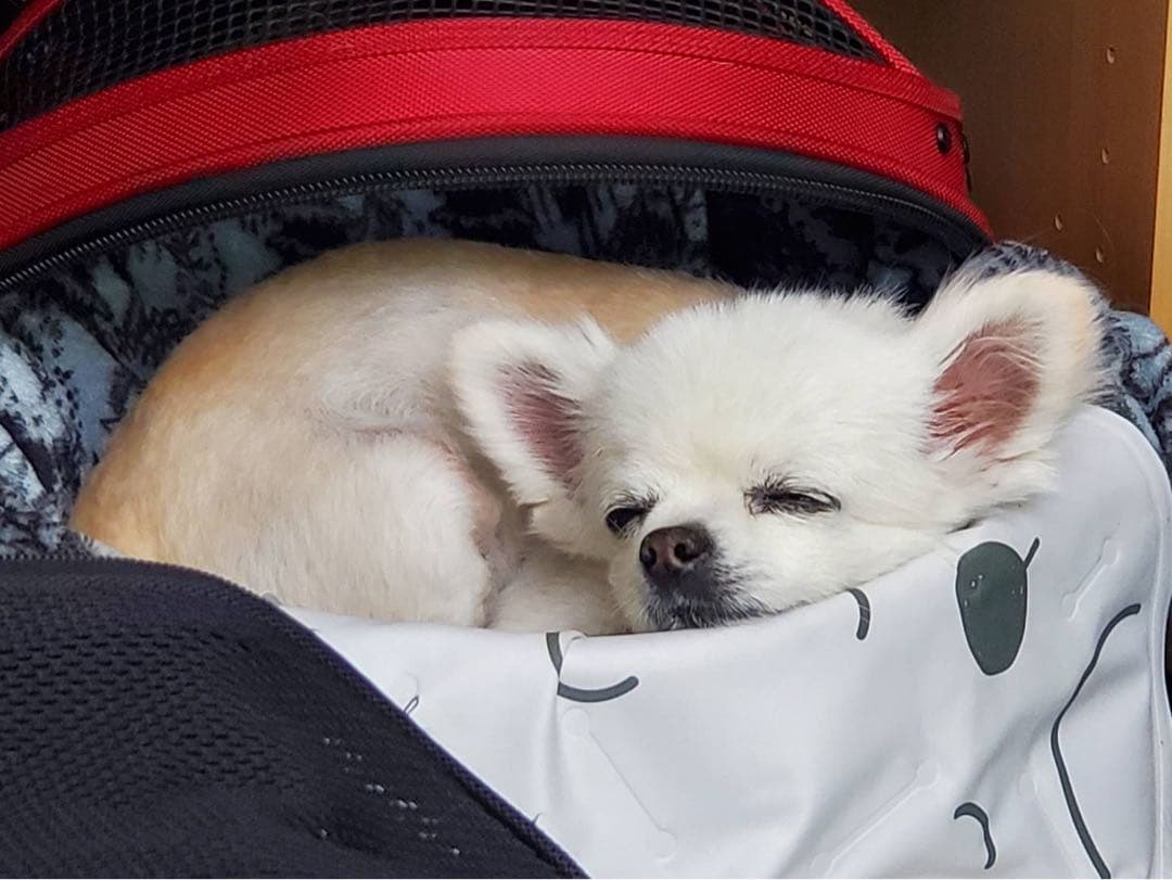 sleepypod 赤色 キャリーバッグ ・ウォーマー 付き　犬•猫用