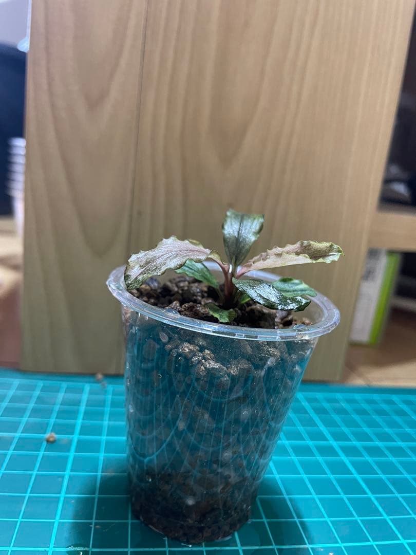 ブセファランドラsp.pink variegated