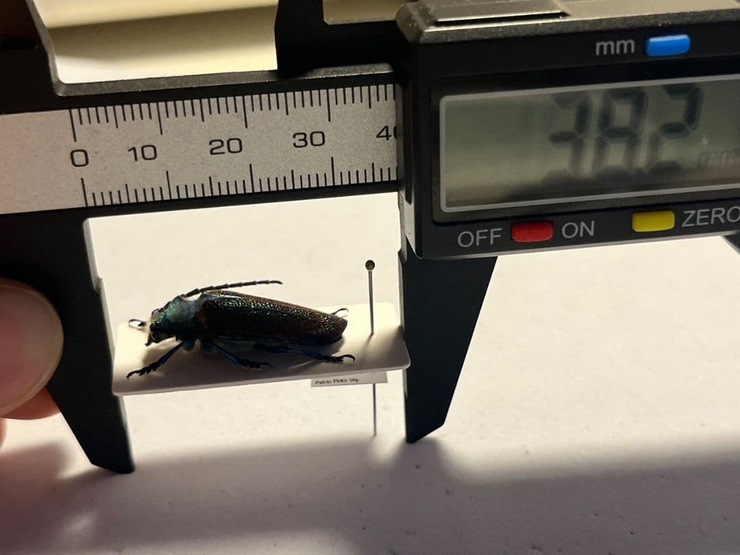 【25mm】ブロンズカミキリ標本　タマムシスハンダエプラチナコガネコブハムシ