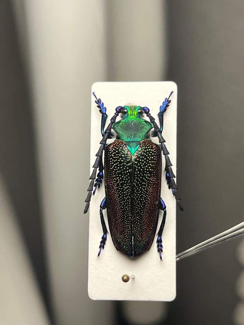【25mm】ブロンズカミキリ標本　タマムシスハンダエプラチナコガネコブハムシ