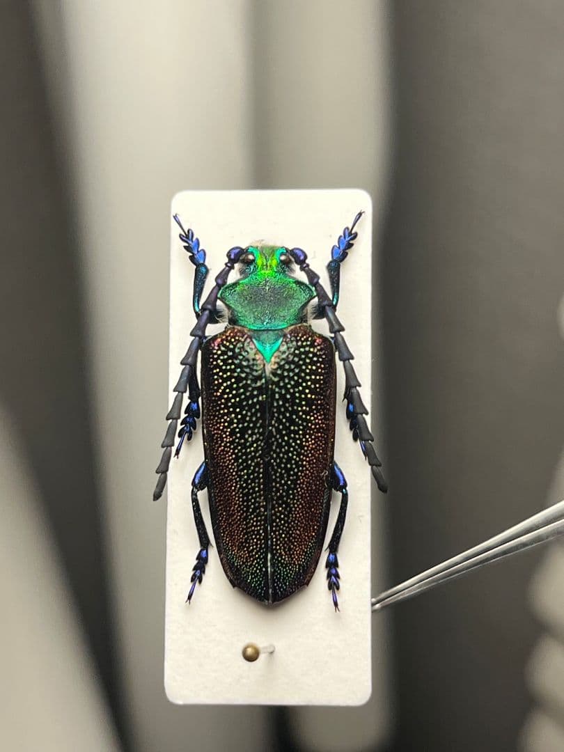 【25mm】ブロンズカミキリ標本　タマムシスハンダエプラチナコガネコブハムシ