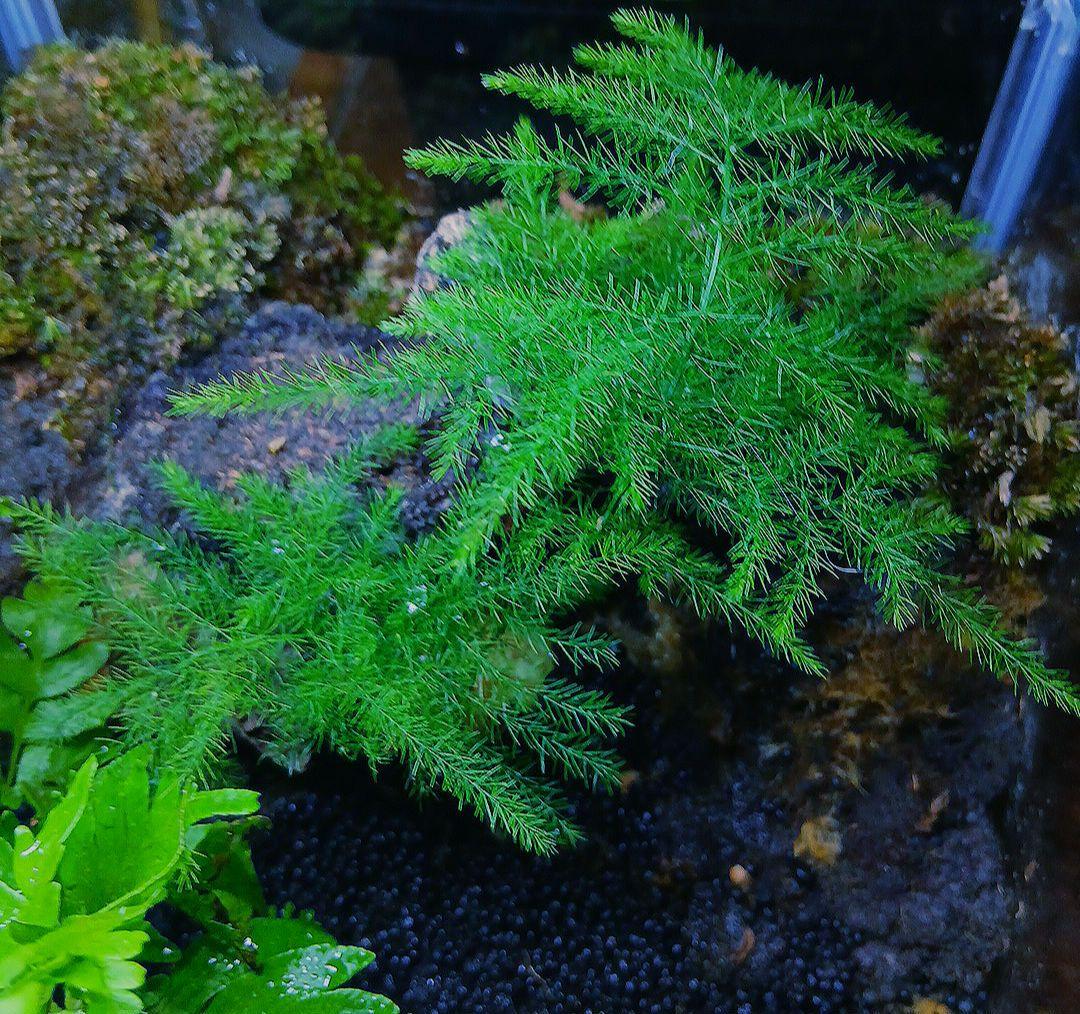 パルダリウム ガラス水槽 完成品