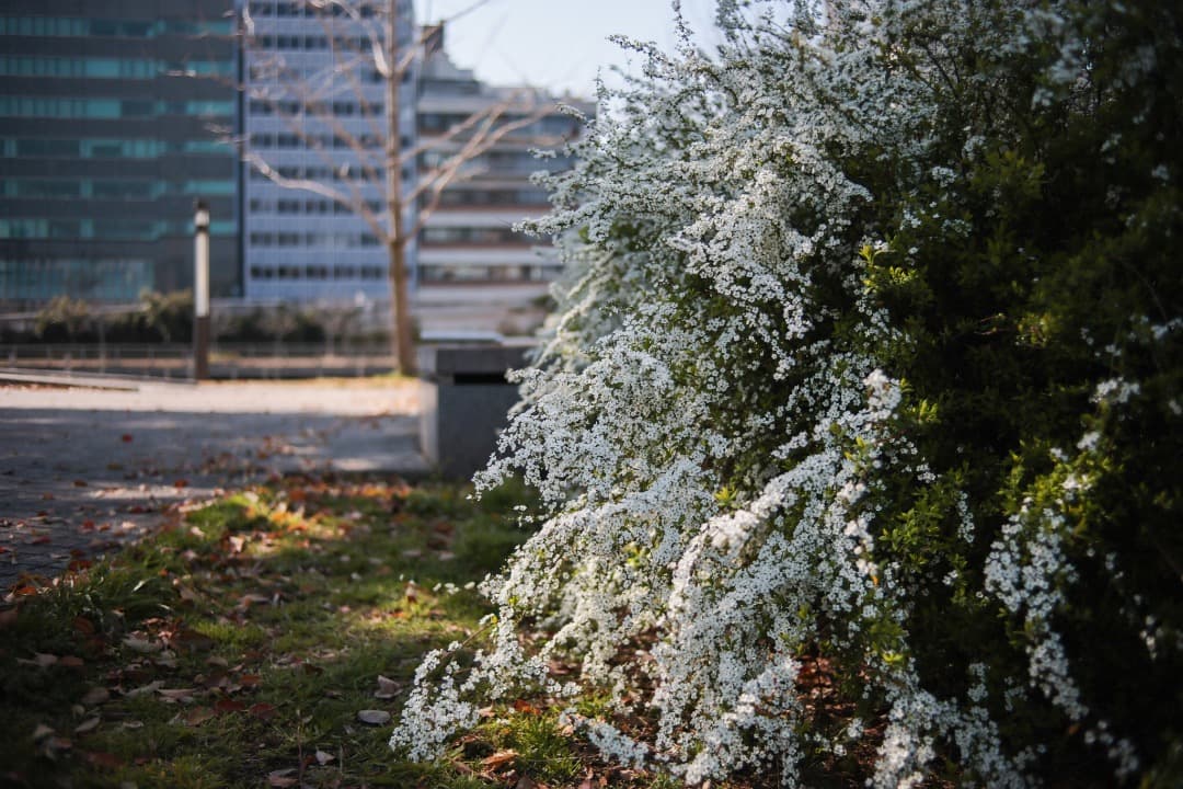 レンズ(単焦点) LEICA SUMMICRON-R 35mm 3CAM