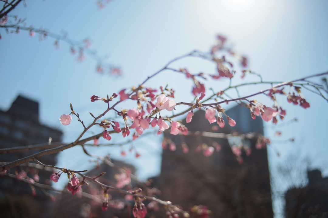 レンズ(単焦点) LEICA SUMMICRON-R 35mm 3CAM