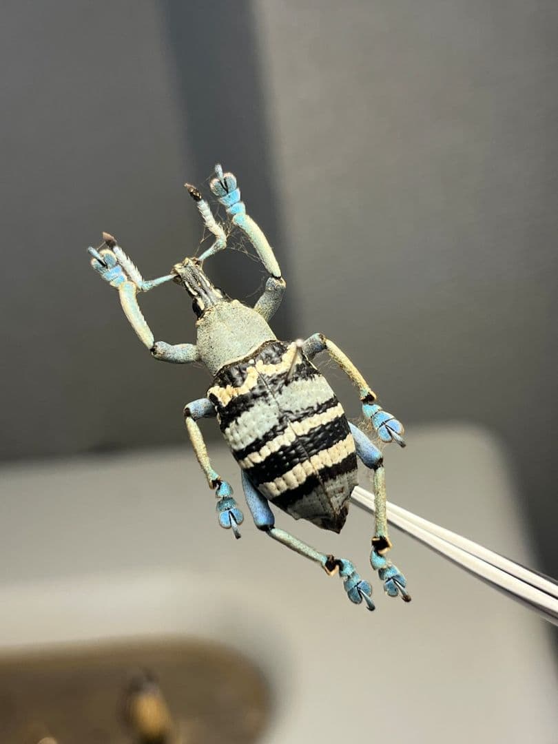 【25mm】トライバルな模様が美しいニケリーホウセキゾウムシ 標本カミキリ甲虫