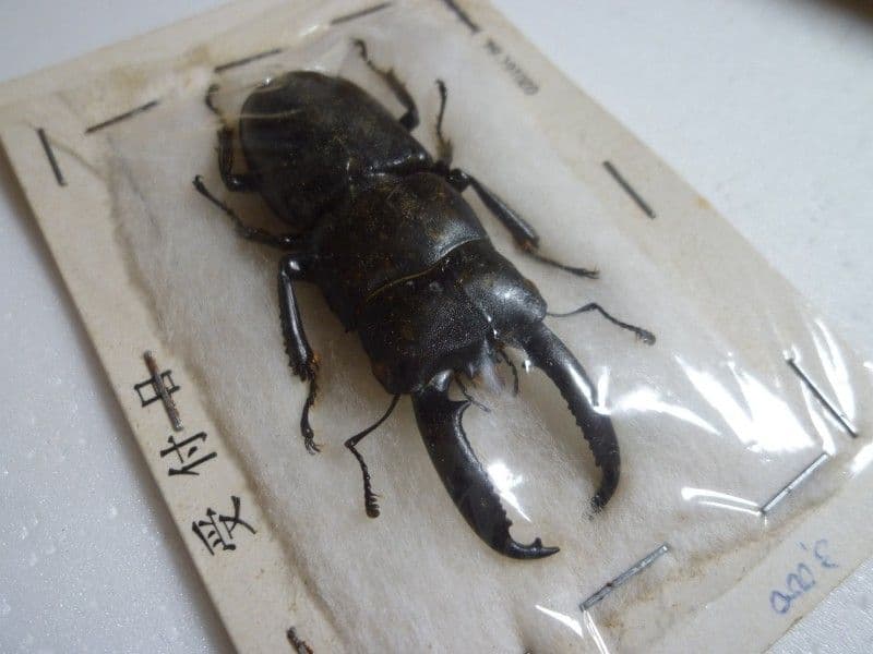 チョウセンヒラタクワガタ♂D.consentaneus韓国.済州島産59.3mm