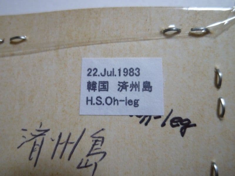チョウセンヒラタクワガタ♂D.consentaneus韓国.済州島産59.3mm