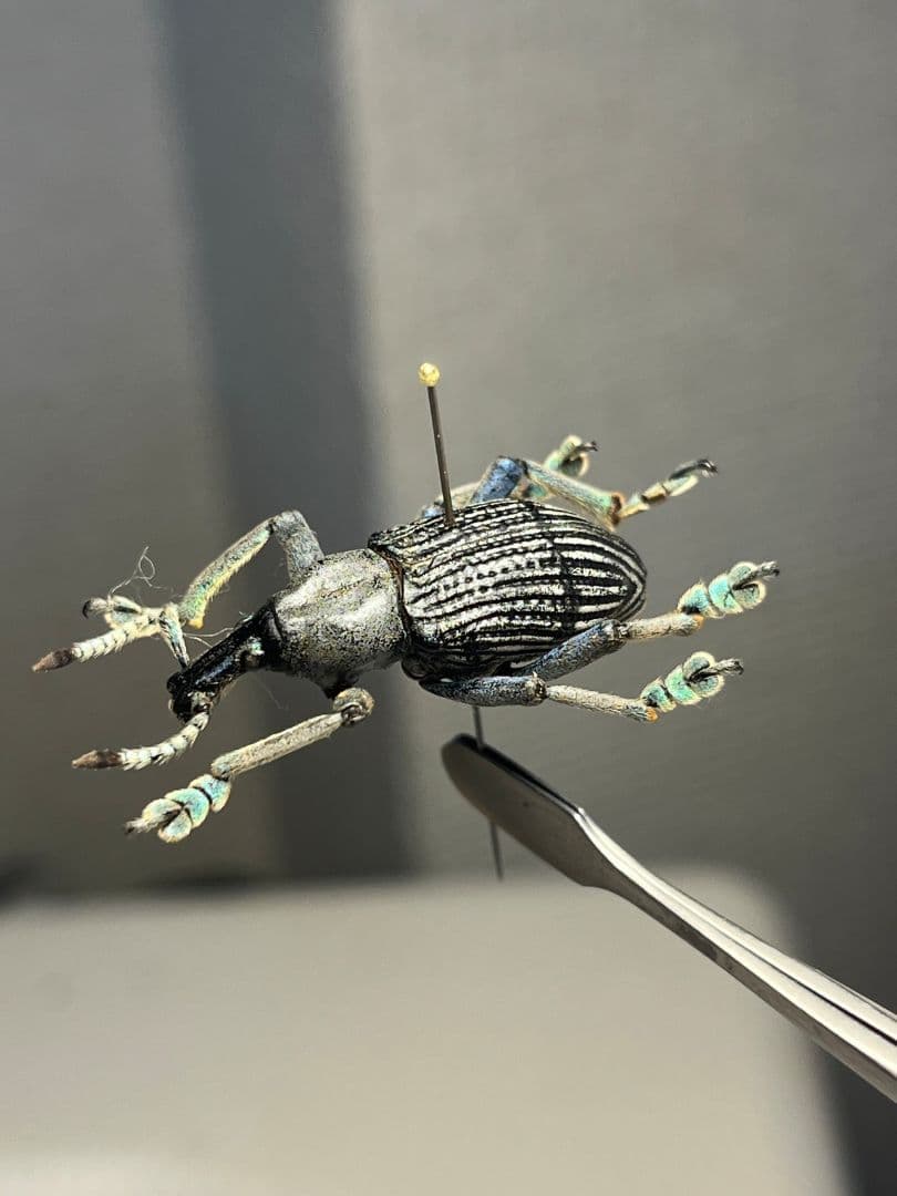【25mm】爪先がターコイズブルー、付根がインディゴブルーのタテジマホウセキゾウ