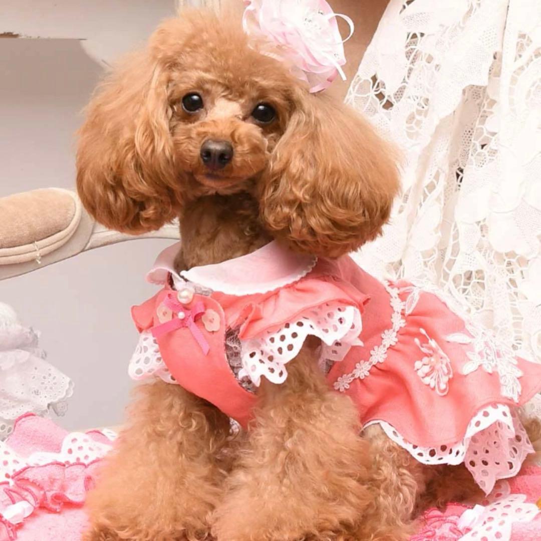 新品未使用品　リュクスバーディ　犬服