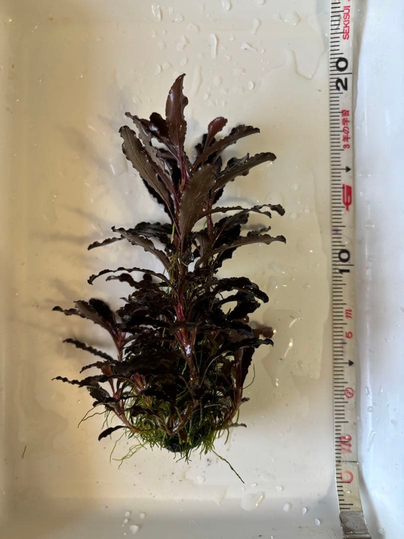 ブセファランドラ クダガン　群生株⑧