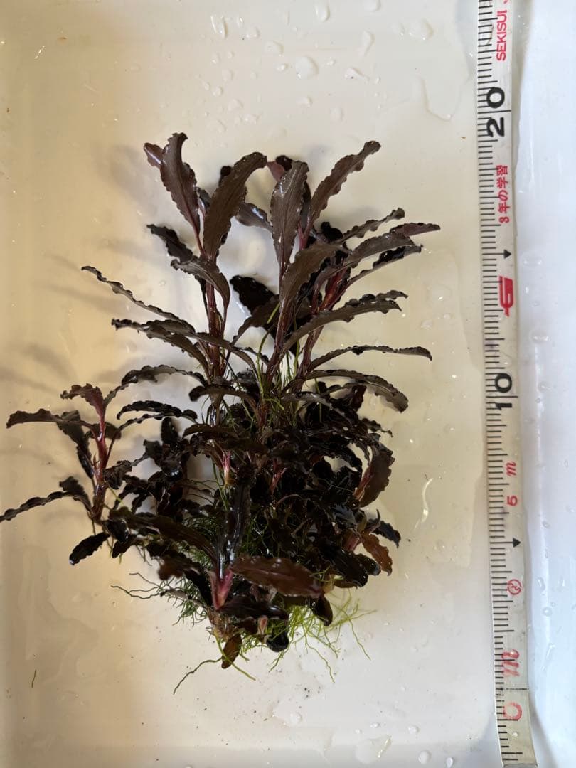ブセファランドラ クダガン　群生株⑧