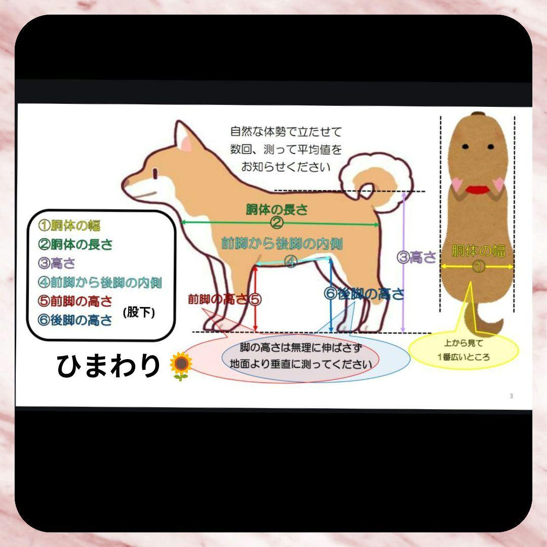 Luca 　小型犬4輪　リハビリ　食事補助　犬用車椅子　　犬の歩行器