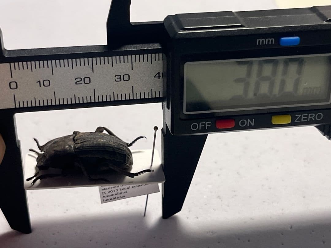 【河馬虫標本】カバの顔が浮かび上がるマッシブなゾウゴミムシダマシ