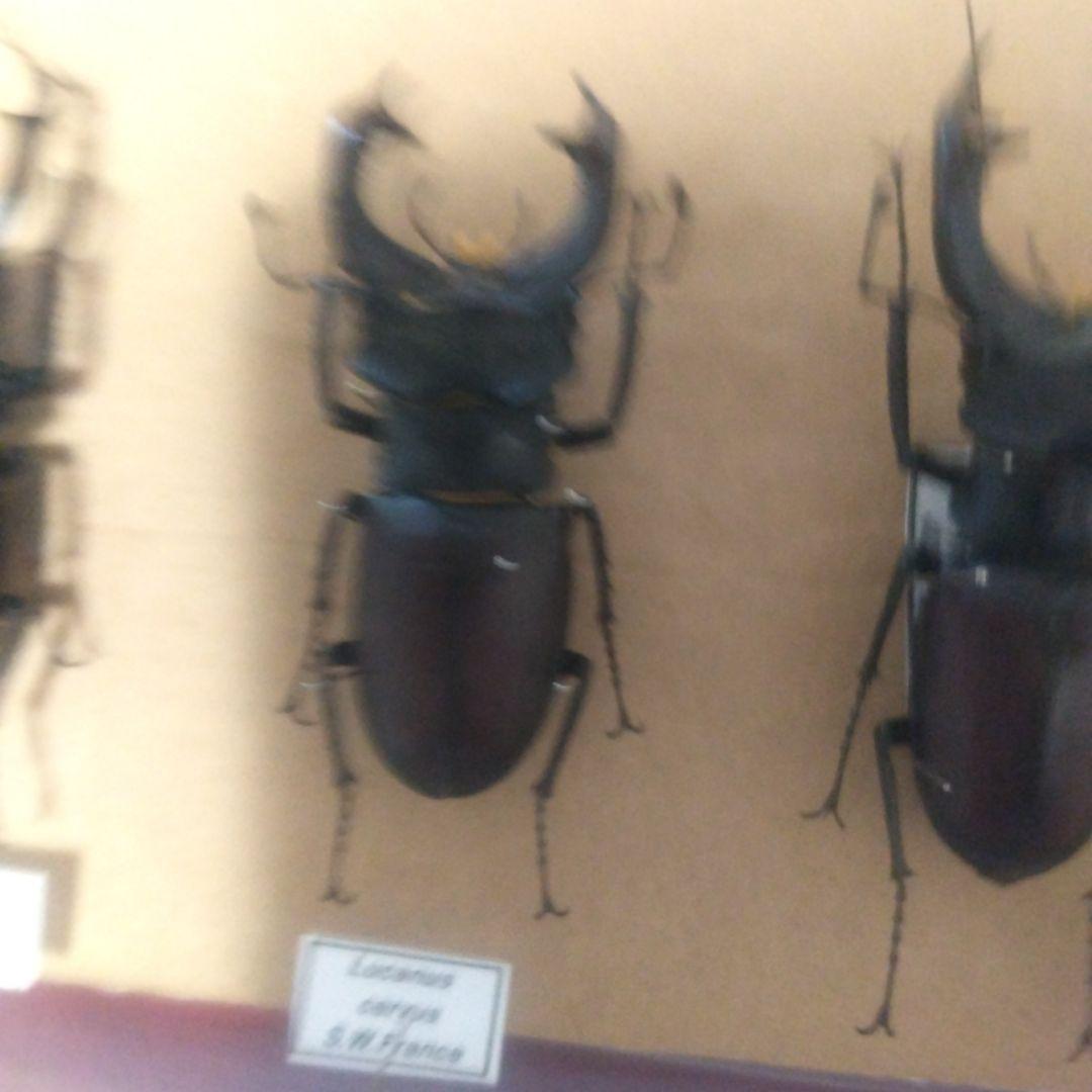 ヨーロッパミヤマクワガタ 大腮だいさい 大アゴ 巨大発達