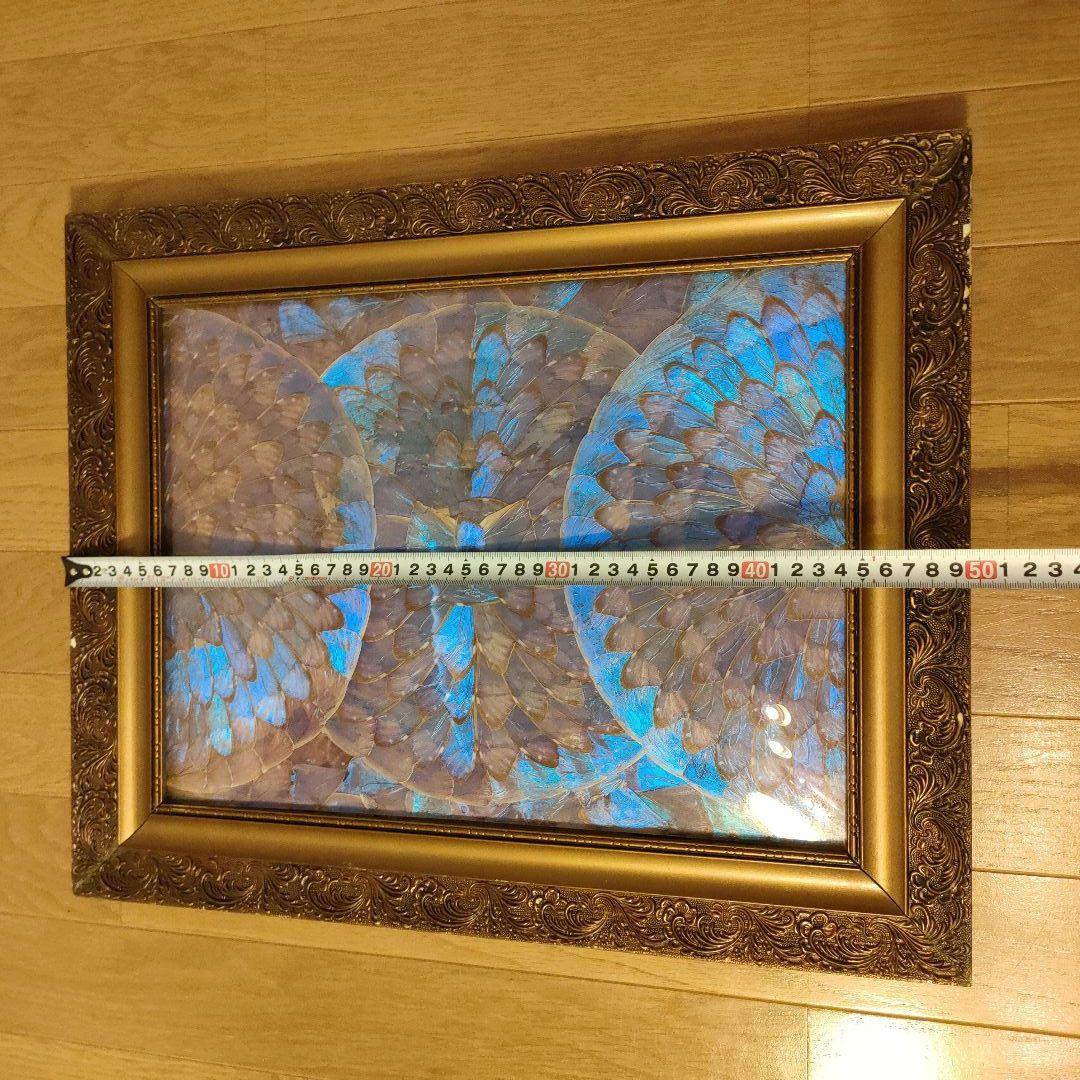 モルフォ蝶 額 蝶 インテリア アート 壁飾り 羽 額サイズ40×50cm
